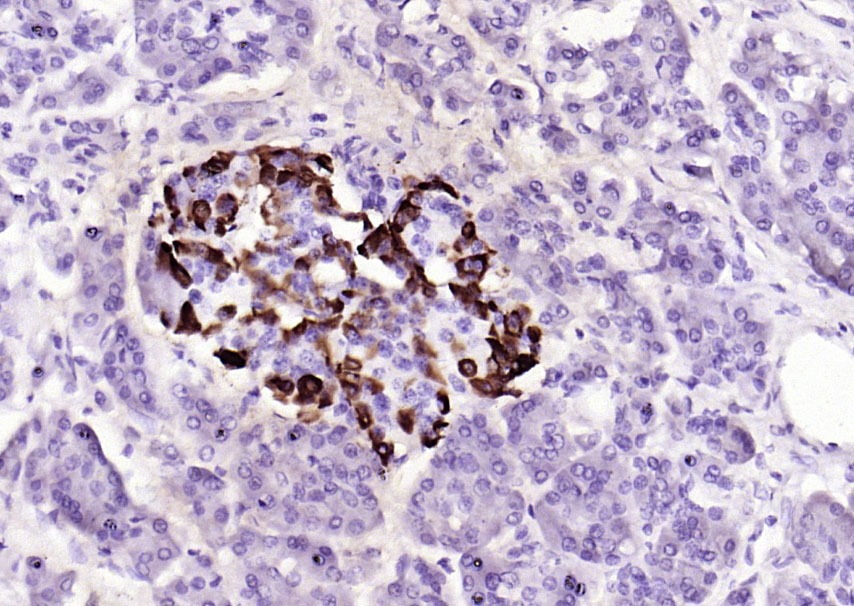 Anti-GCG Antibody (6G692)