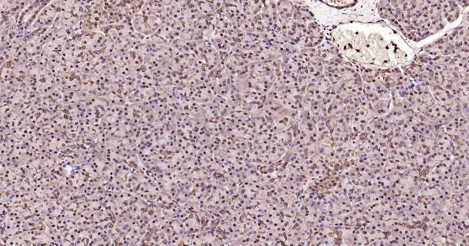 GAPDH Loading Control Antibody (1K734)