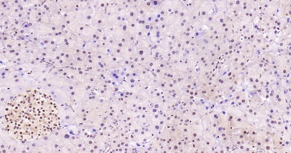 GAPDH Loading Control Antibody (1K734)