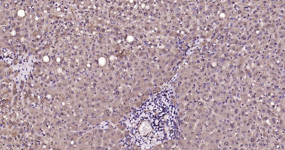 GAPDH Loading Control Antibody (1K734)