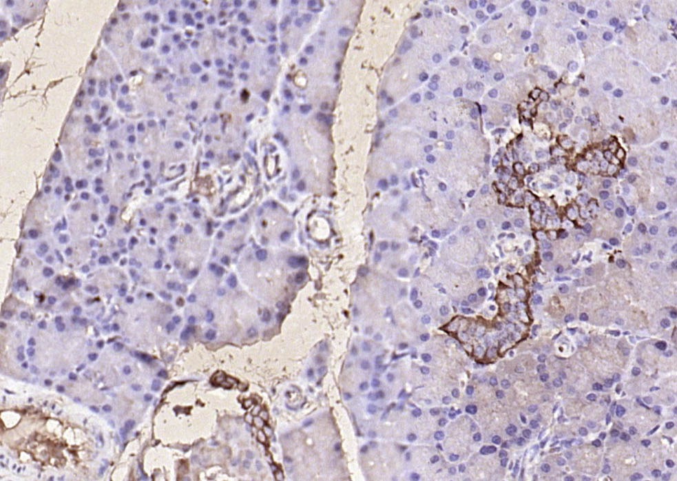 Anti-GCG Polyclonal Antibody