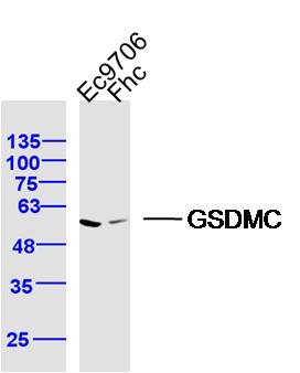 Anti-Gasdermin-C Polyclonal Antibody
