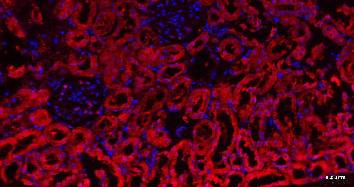 GAPDH Loading Control Polyclonal Antibody 2