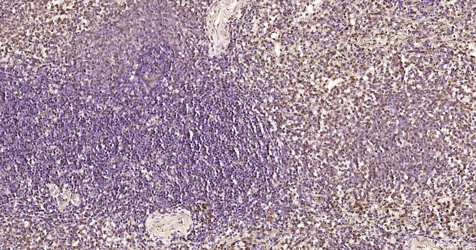 GAPDH Loading Control Antibody (1K734)