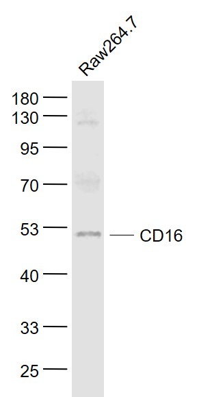 Anti-CD16/FCGR3 Polyclonal Antibody