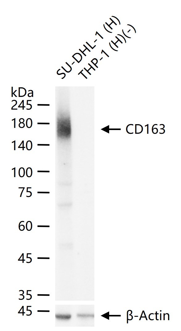 Anti-CD163 Antibody (5V810)