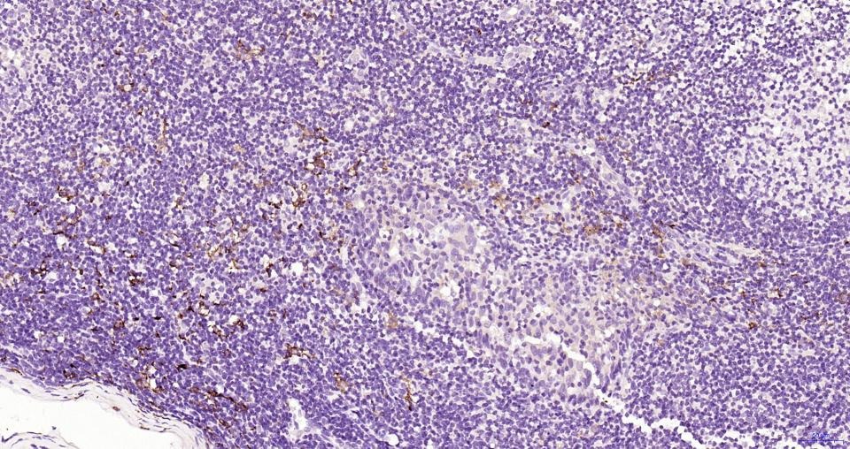 Anti-CD163 Polyclonal Antibody