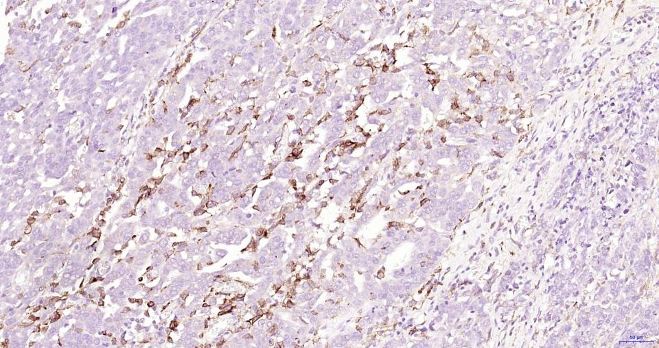 Anti-CD163 Polyclonal Antibody