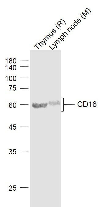 Anti-CD16/FCGR3 Polyclonal Antibody