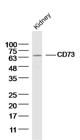 Anti-CD73 Polyclonal Antibody