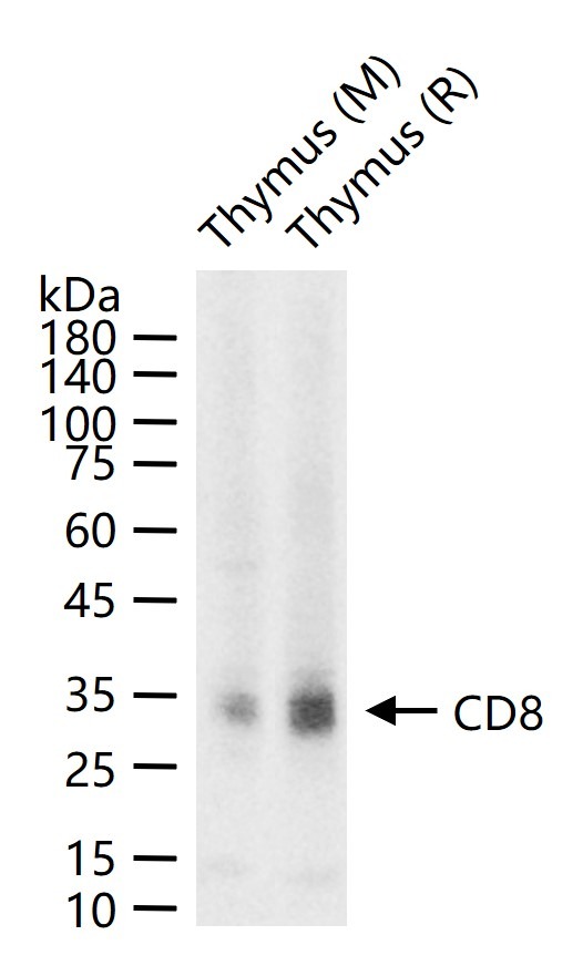 Anti-CD8 alpha Polyclonal Antibody 3