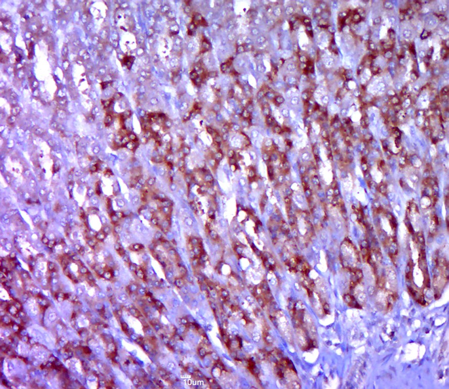 Anti-CD28 Polyclonal Antibody