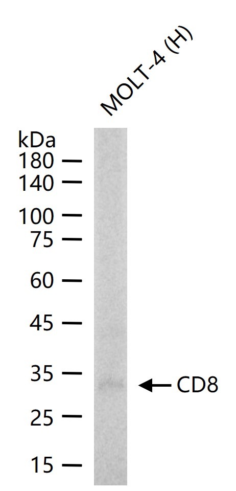 Anti-CD8 alpha Antibody (9O552)