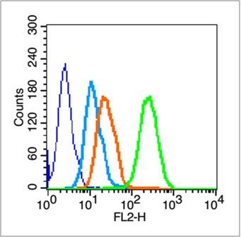 Anti-CD19 Polyclonal Antibody