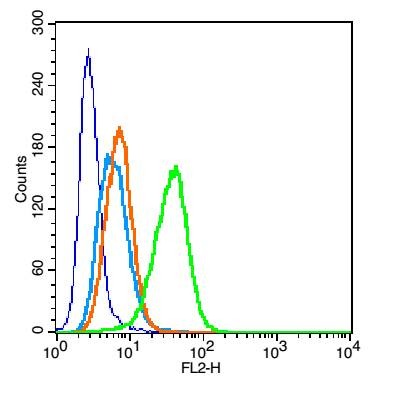 Anti-CD20 Polyclonal Antibody