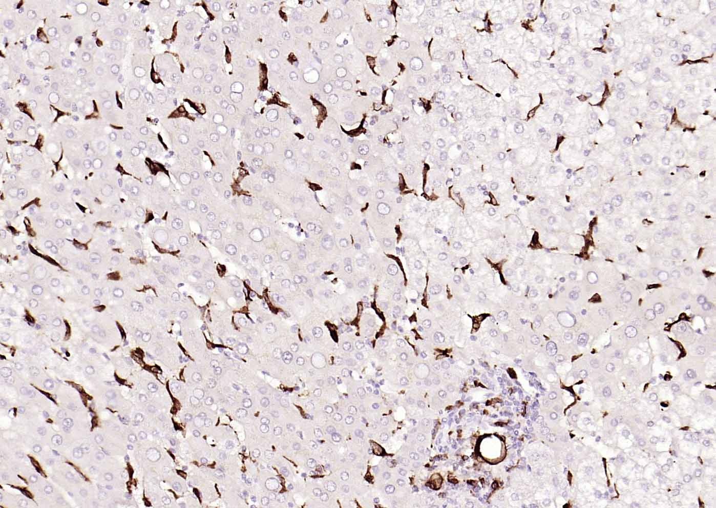 Anti-CD68 Polyclonal Antibody