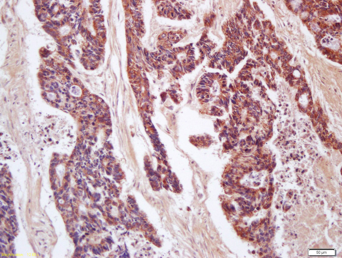 Anti-CD200 Polyclonal Antibody