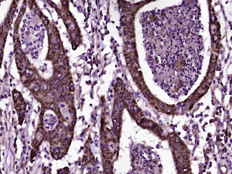 Anti-CD200 Polyclonal Antibody