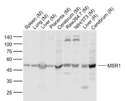Anti-CD204/MSR1 Polyclonal Antibody