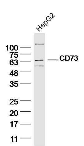 Anti-CD73 Polyclonal Antibody