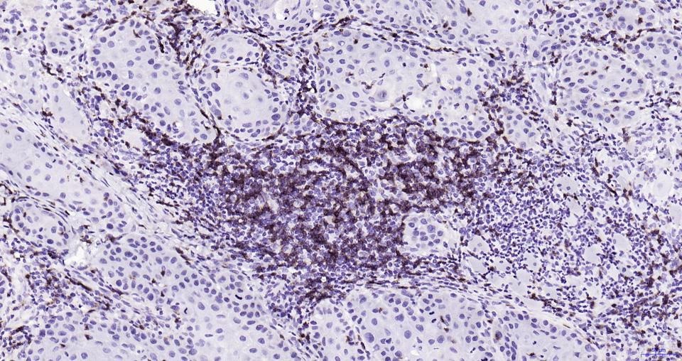 Anti-CD8 alpha Antibody (9O552)