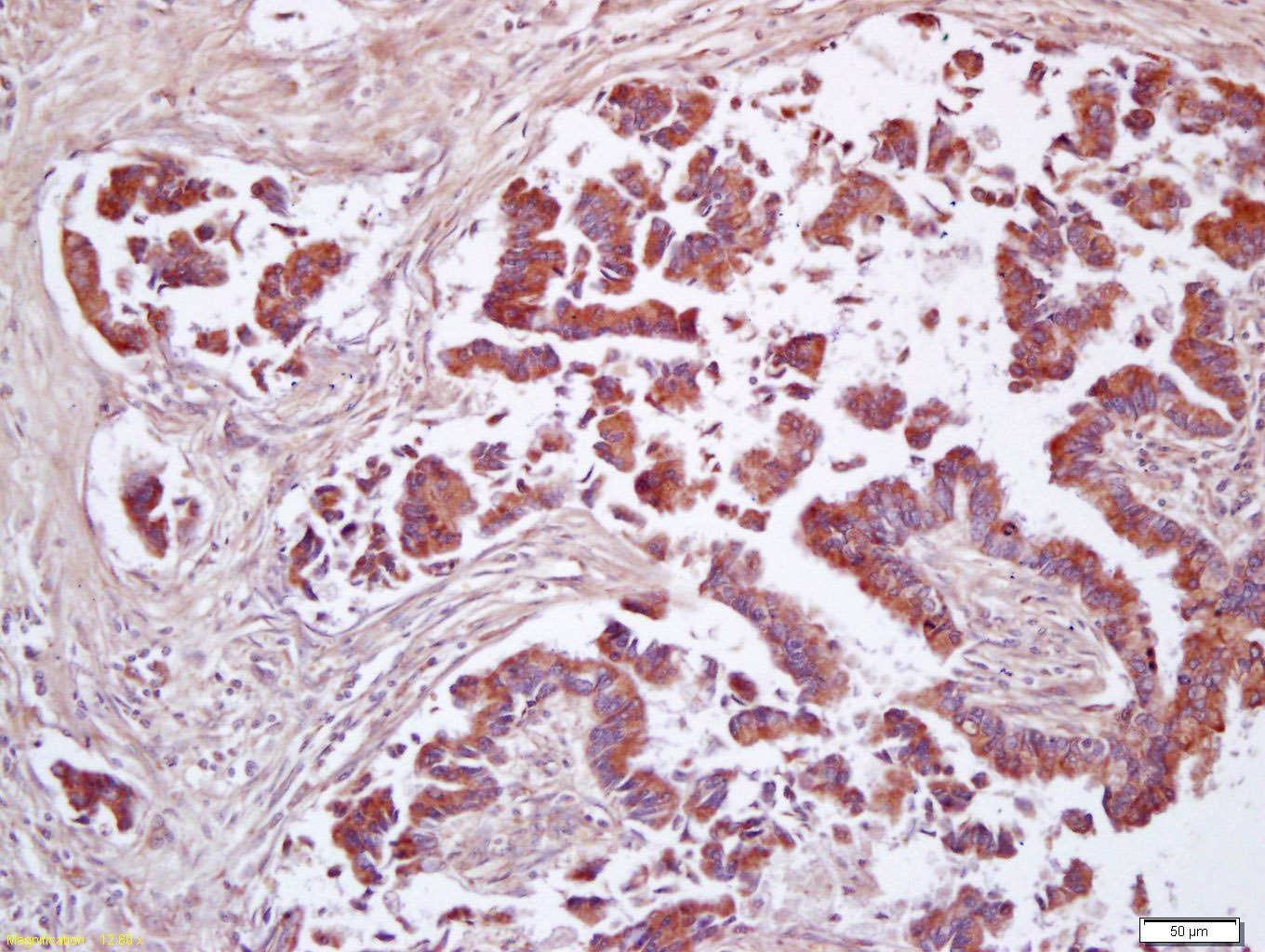 Anti-CD200 Polyclonal Antibody