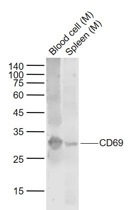 Anti-CD69 Polyclonal Antibody