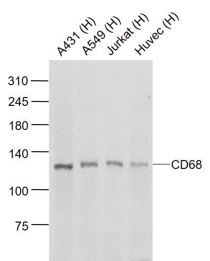 Anti-CD68 Polyclonal Antibody 2