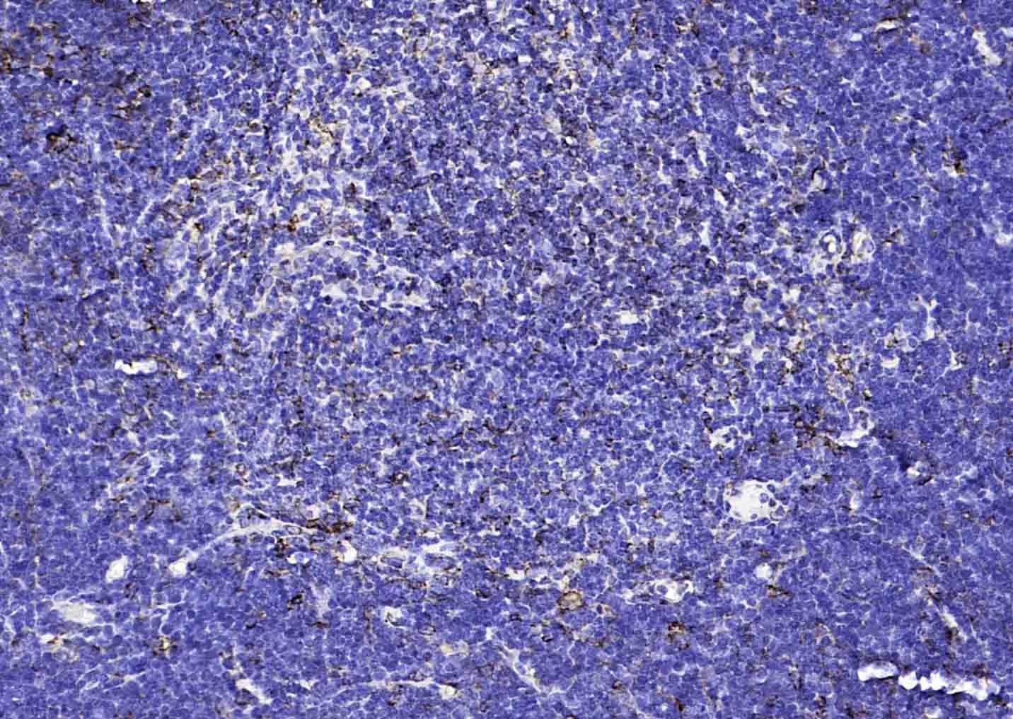 Anti-CD74 Polyclonal Antibody