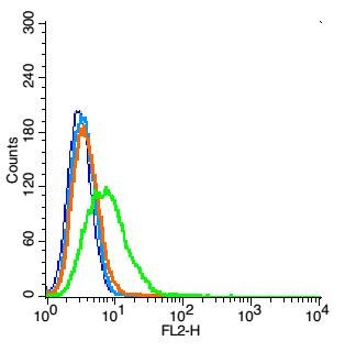 Anti-CD24 Polyclonal Antibody