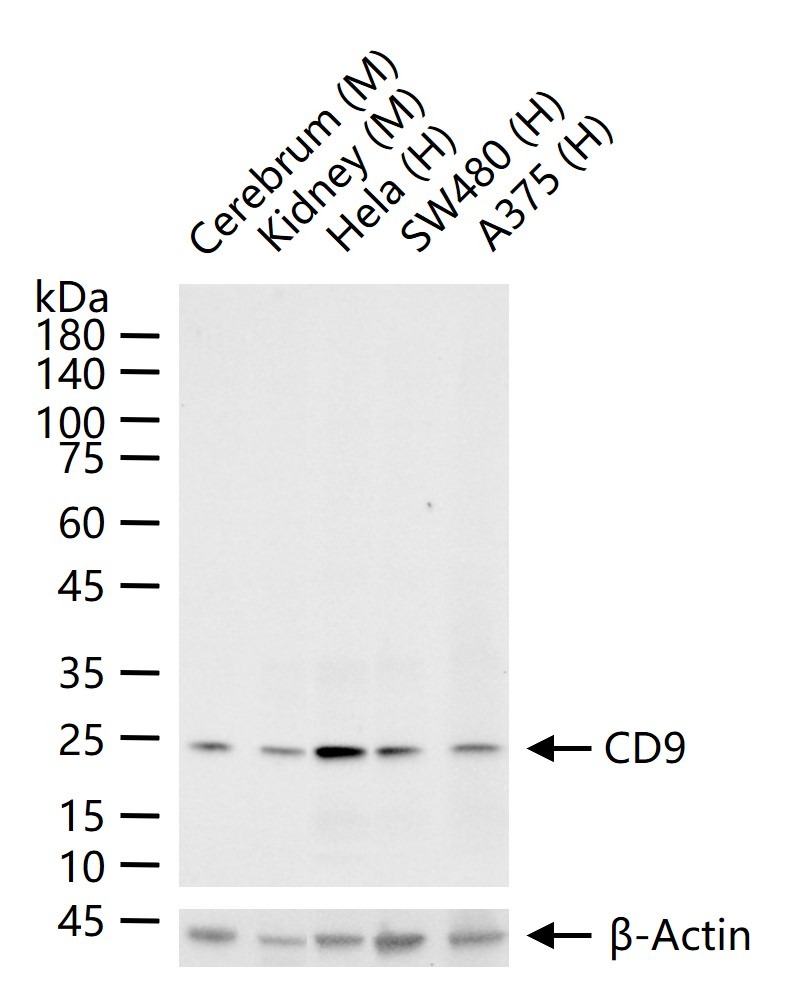 Anti-CD9 Antibody (9S121)