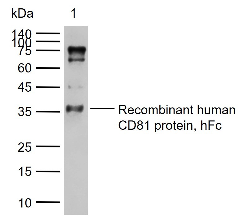 Anti-CD81 Polyclonal Antibody