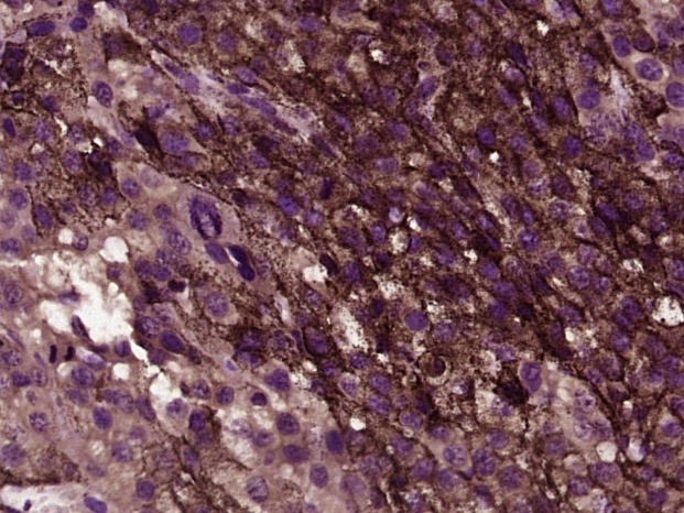 Anti-CD80 Polyclonal Antibody 3