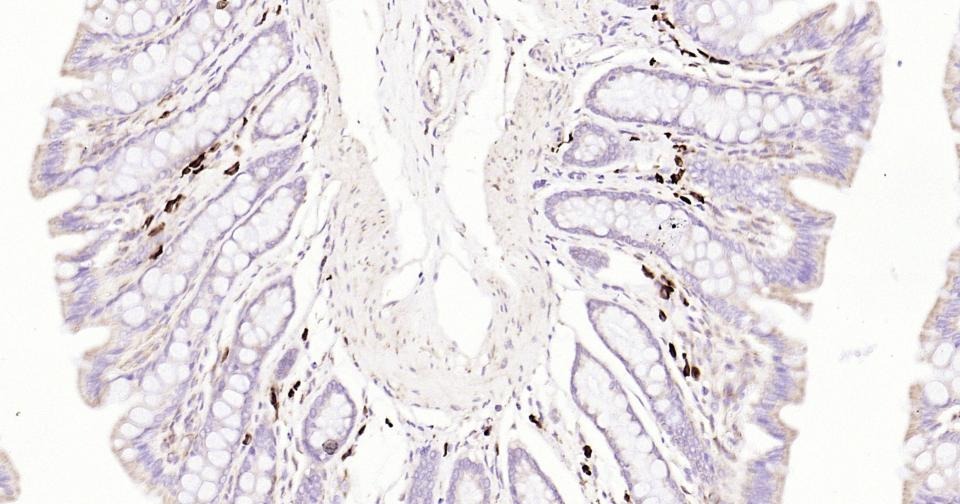 Anti-CD9 Antibody (9S121)