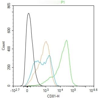 Anti-CD81 Polyclonal Antibody