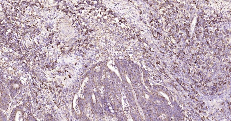 Anti-CD9 Antibody (9S121)