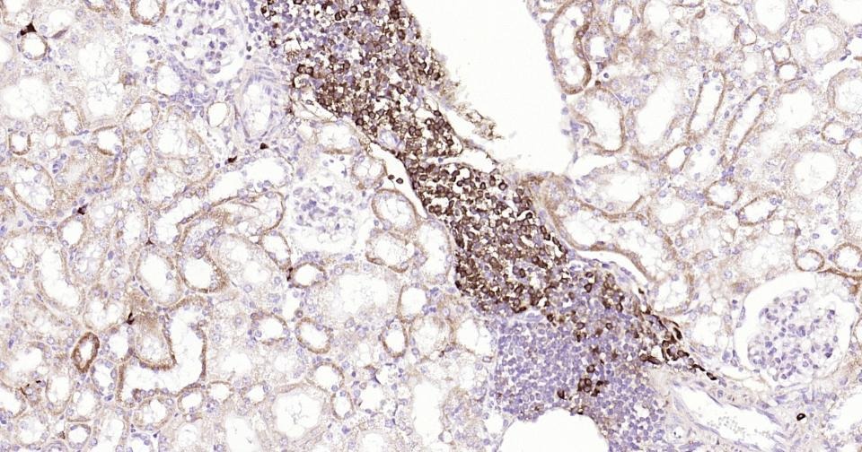 Anti-CD9 Antibody (9S121)