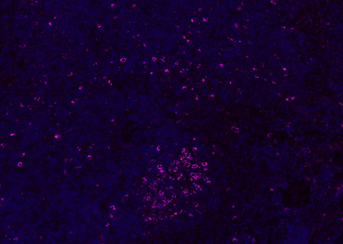 Anti-CD8 beta Polyclonal Antibody