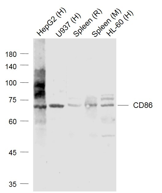 Anti-CD86 Polyclonal Antibody