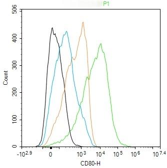 Anti-CD80 Polyclonal Antibody 2