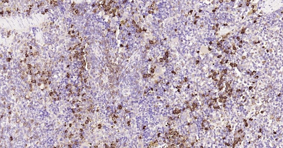 Anti-CD9 Antibody (9S121)