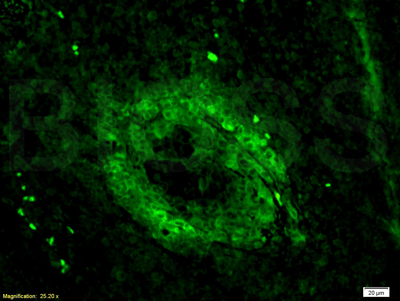 Anti-CD3 epsilon/CD3e Polyclonal Antibody 2