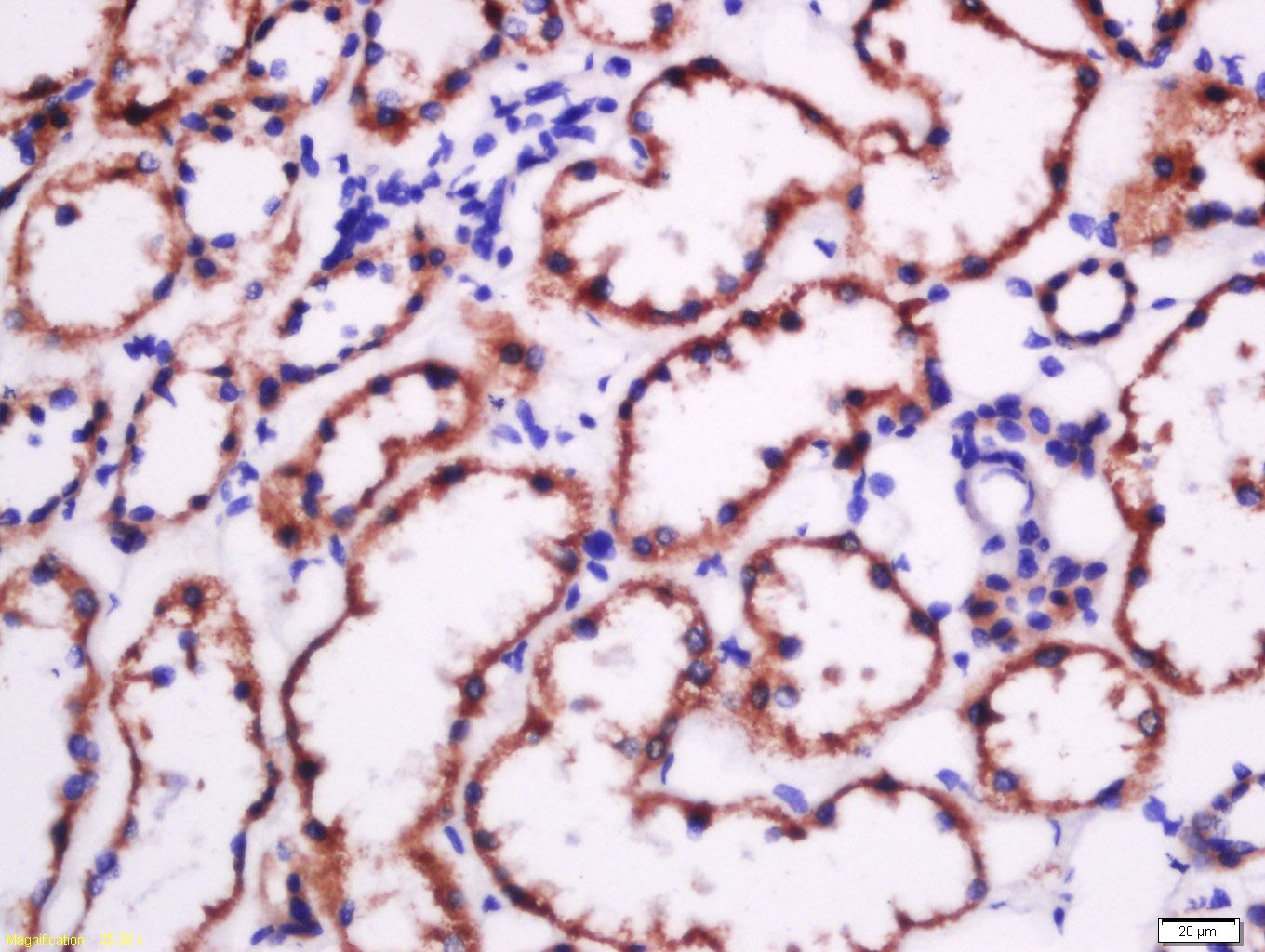 Anti-Fibronectin Polyclonal Antibody