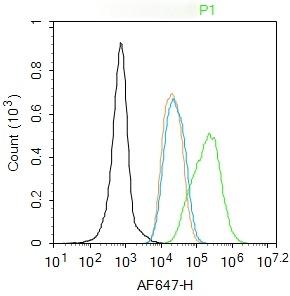 Anti-FOXP3 Polyclonal Antibody 2