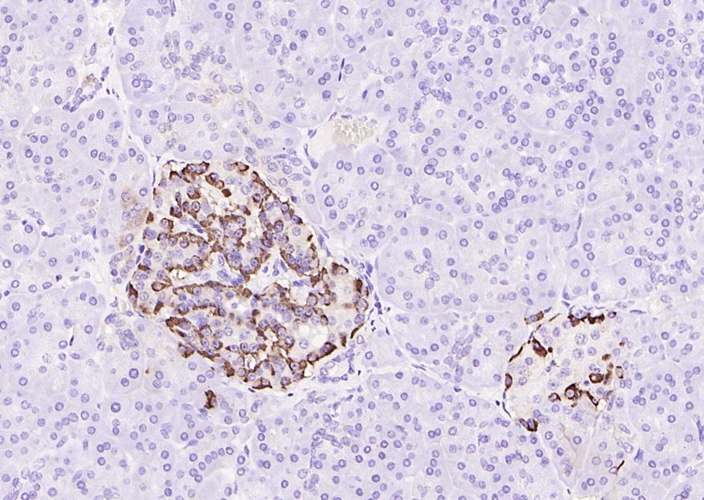 Anti-GCG Polyclonal Antibody 2