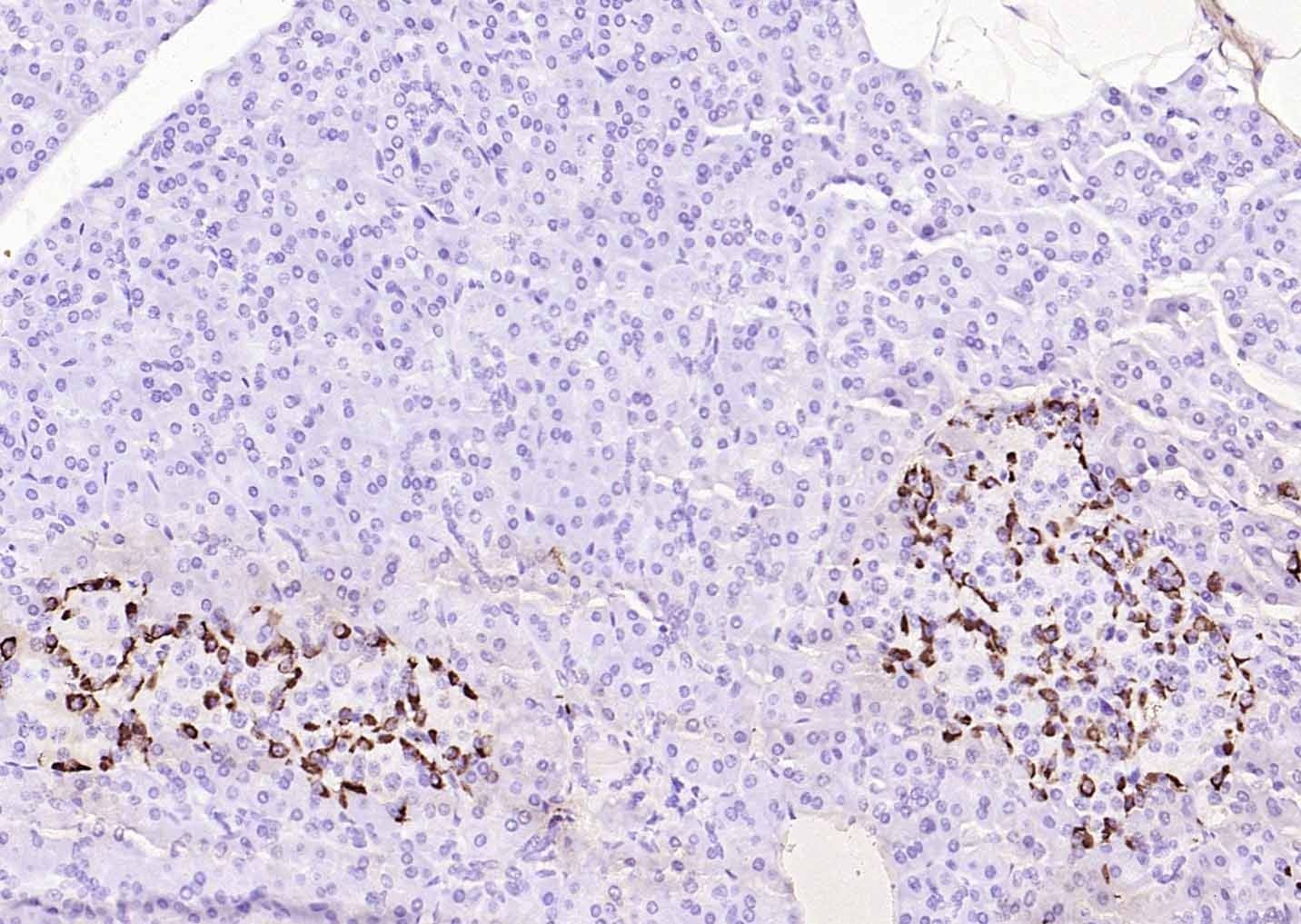 Anti-GCG Antibody (6G692)