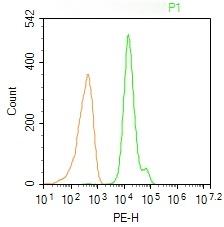Anti-FOXP3 Polyclonal Antibody 2