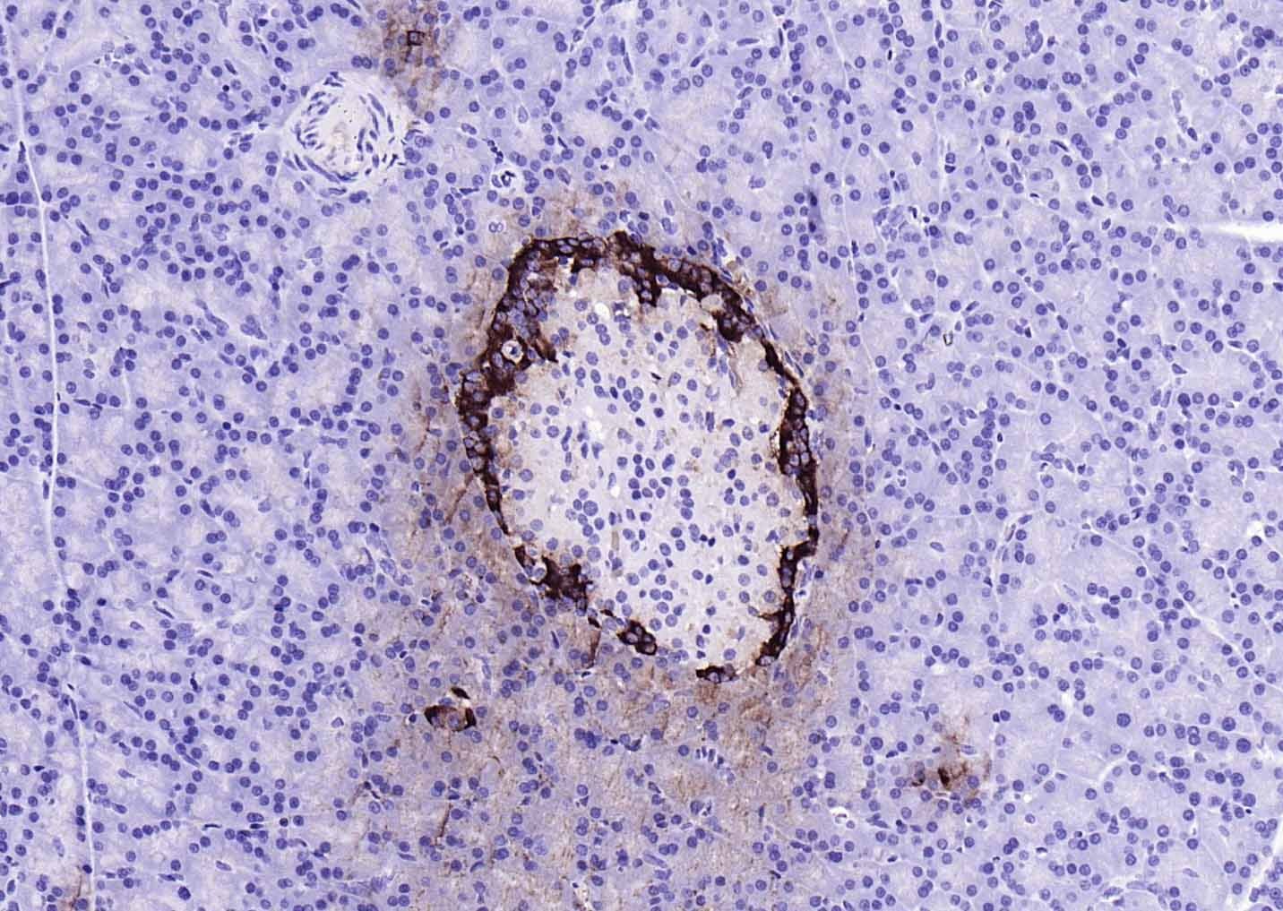 Anti-GCG Antibody (6G692)