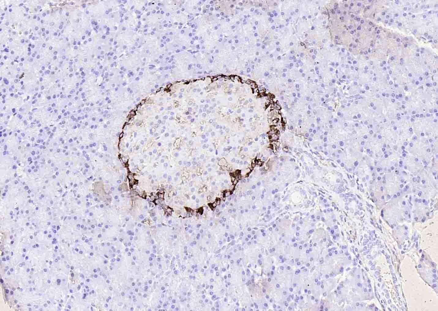 Anti-GCG Polyclonal Antibody 2