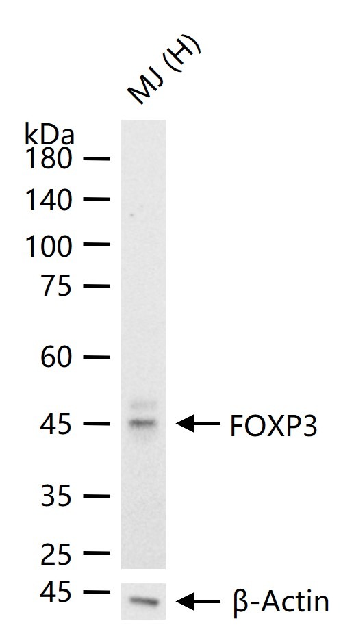 Anti-FOXP3 Antibody (7Z785)